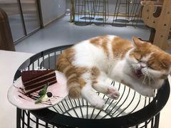 -飞行喵MR PILOT|猫舍·猫咖(静安大融城店)