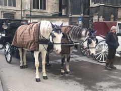 -斯蒂芬主教座堂(Stephansdom)