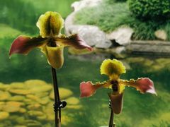 -云溪植物园