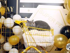 -超宠爱宠物摄影-Super pet