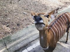 -清迈夜间动物园