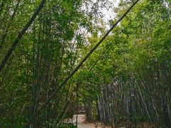 -开平碉楼文化旅游区马降龙景区