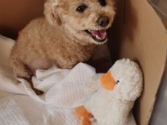 -爱侣宠医·鹦鹉专科·小型哺乳类·异宠专科(灵石路店)