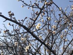 -林屋梅海青梅保护基地