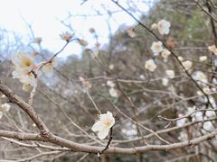 -杭州植物园