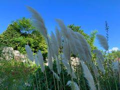 -吴淞炮台湾湿地森林公园烧烤区