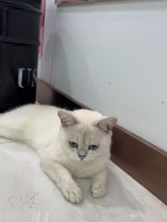 -镁连社·美联社