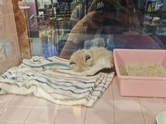 -FAELING PETS美天灵宠物(富力广场店)