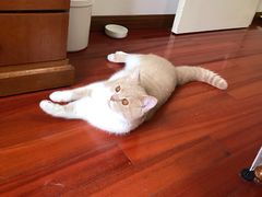 -爱侣宠医·鹦鹉专科·小型哺乳类·异宠专科(灵石路店)