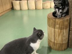 -藦茜花园宠物主题亲子互动体验馆(国顺东路店)