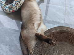 -联合动物医院(光谷诊疗中心)