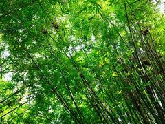 -广州市石门国家森林公园
