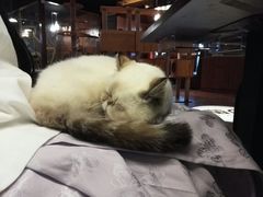 -喵园·猫主题咖啡厅·撸猫·猫咖(国贸店)