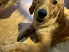 -Husky Go! 哈士奇体验馆·宠物咖啡厅狗咖