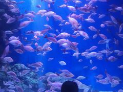 -成都浩海立方海洋公园