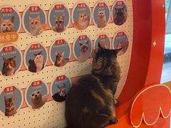 -米乐乖乖猫咪咖啡馆·猫咖(深圳湾后海汇店)