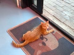 -ZING鲸鱼啤酒(葡萄院店)