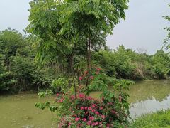 -白鹭湾湿地公园