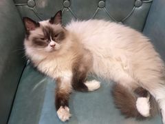 -猫色咖啡·猫咖