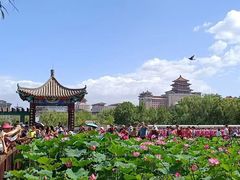 -莲花池公园