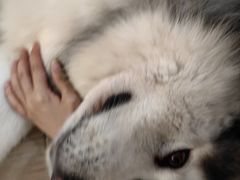 -李小姐の猫咖啡馆(五角场店)
