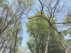 -长白岛森林公园