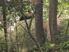 -中国大熊猫保护研究中心雅安碧峰峡基地
