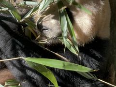 -都江堰中华大熊猫苑