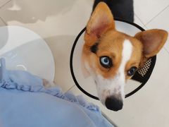 -怪兽屋·羊驼·猫咖·狗咖(俊华广场店)