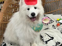 -星多哈·狗咖·拼豆·咖啡