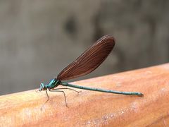 -白水寺森林公园