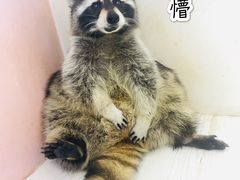 -浣熊柯尔鸭土拨鼠·电玩咖