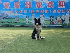 -宠物寄养训练学校