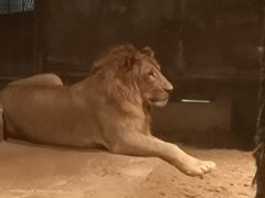 -清迈夜间动物园