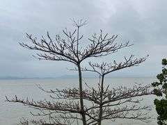 -深圳湾公园(南山区)