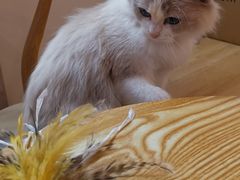 -猫咪派对(江南西店)