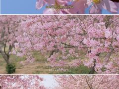 -天适樱花悠乐园