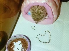 -雨林宠物医院 非犬猫异宠专科