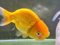 -宠物世家(仲盛世界商城店)