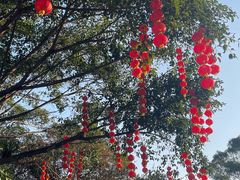 -深圳仙湖植物园