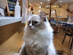-滚猫咖啡·猫咖·猫友好撸猫(未来城店)