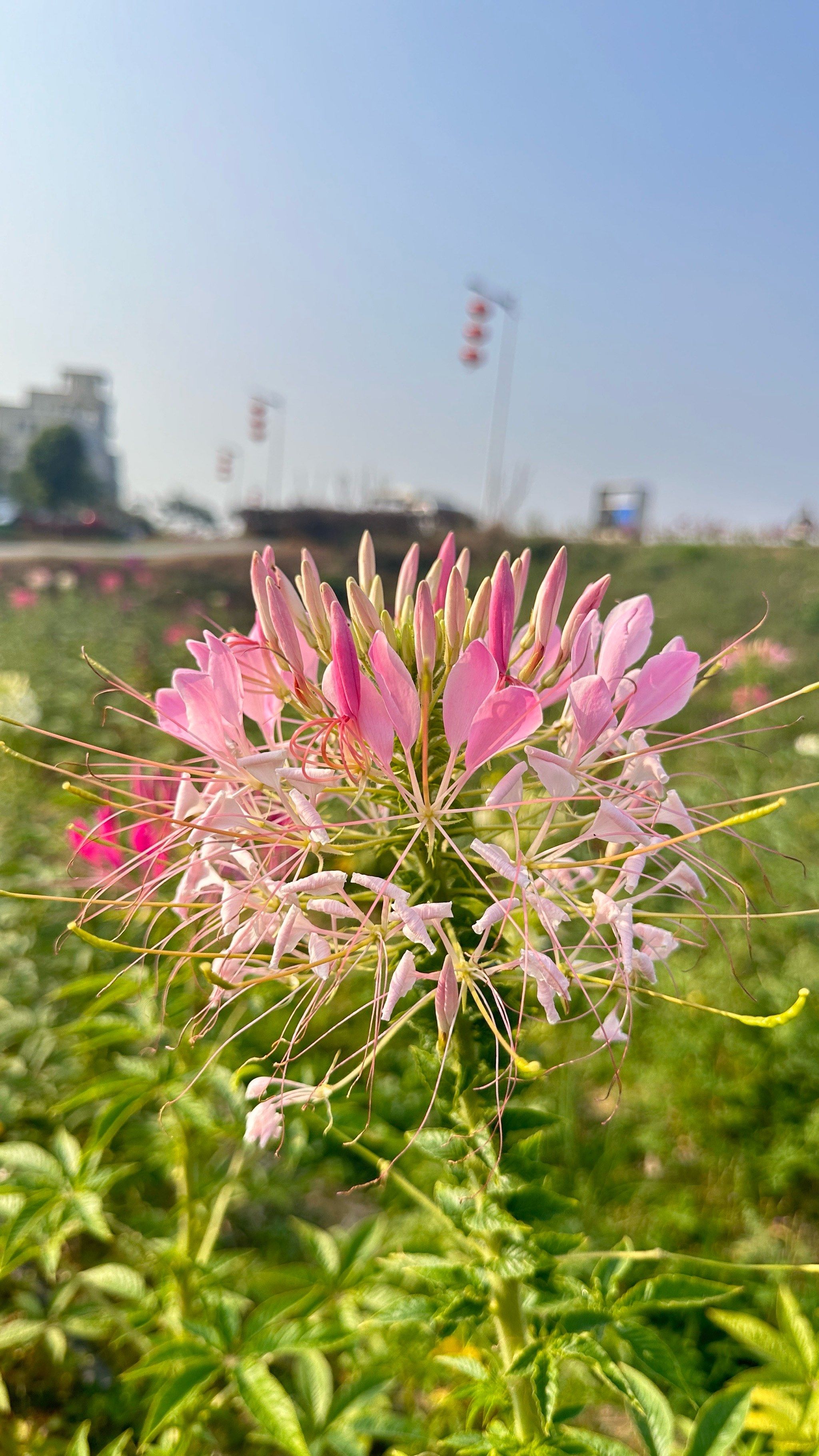 醉蝶花