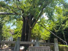 -上海佘山国家森林公园天马山园