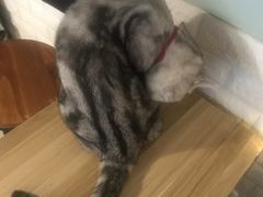 -平行世界·猫咖(首经贸店)