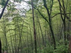 -上海佘山国家森林公园天马山园