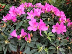 -秦美花卉(天朗·莱茵小城2期店)