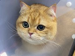 -爱侣宠医·鹦鹉专科·小型哺乳类·异宠专科(灵石路店)