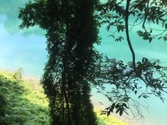 -广州市流溪河国家森林公园