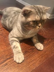 点击看大图 -AC TATTOO 纹身