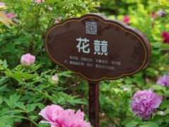 -洛阳市牡丹公园